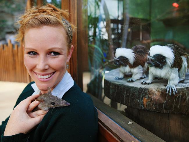 Annie the long-nosed bandicoot meets her new neighbours at Taronga Zoo. Picture: Toby Zerna