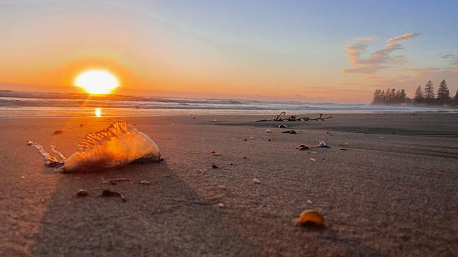 Jess Hallett's photo of a blue bottle and the sunrise on Brooms Head beach took out this week's cover image competition. Well done Jess!