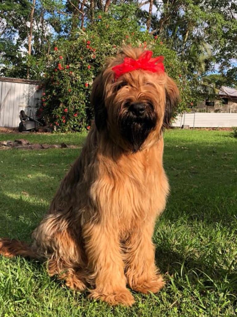 Scout is Annette Andrews' 11-month-old Briard. 