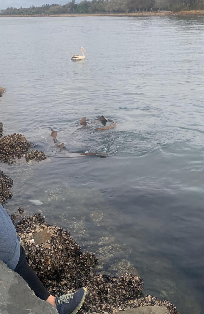 People watching the sharks at North Haven.