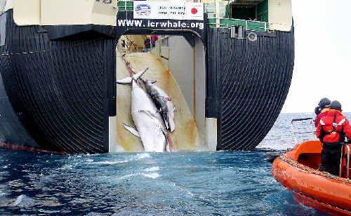 ACTION TAKEN: The Federal Govt will start legal action against Japanese ‘scientific whaling’ in the International Court of Justice in The Hague.