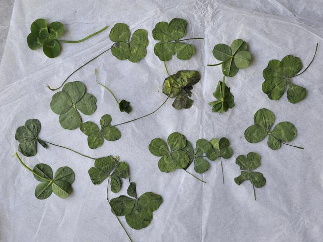 Why are four-leaf clovers so rare? - BBC Science Focus Magazine