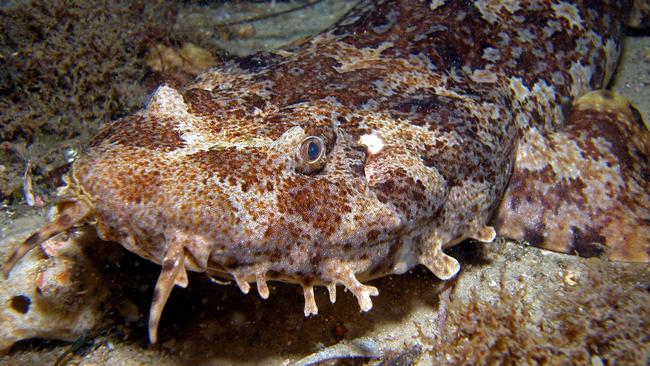 A wobbegong shark bit the man on Friday morning. Picture: Supplied