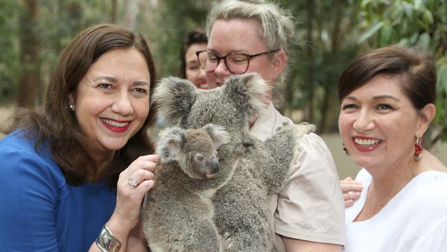 Community and the WWF have raised further concerns about Premier Annastacia Palaszczukz and Environment Minister Leeanne Enoch’s new koala mapping and conservation strategy. PiC Mike Batterham