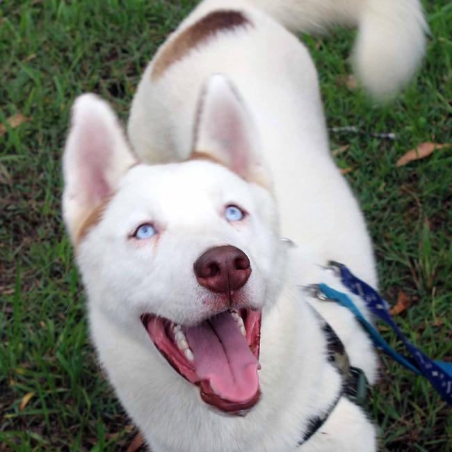 Baz, one of the huskies looking for a new home. Picture; Supplied