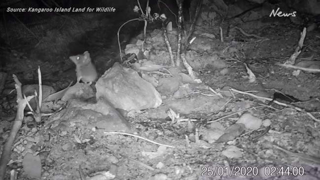 Kangaroo Island Land for Wildlife working to stop extinction of dunnart