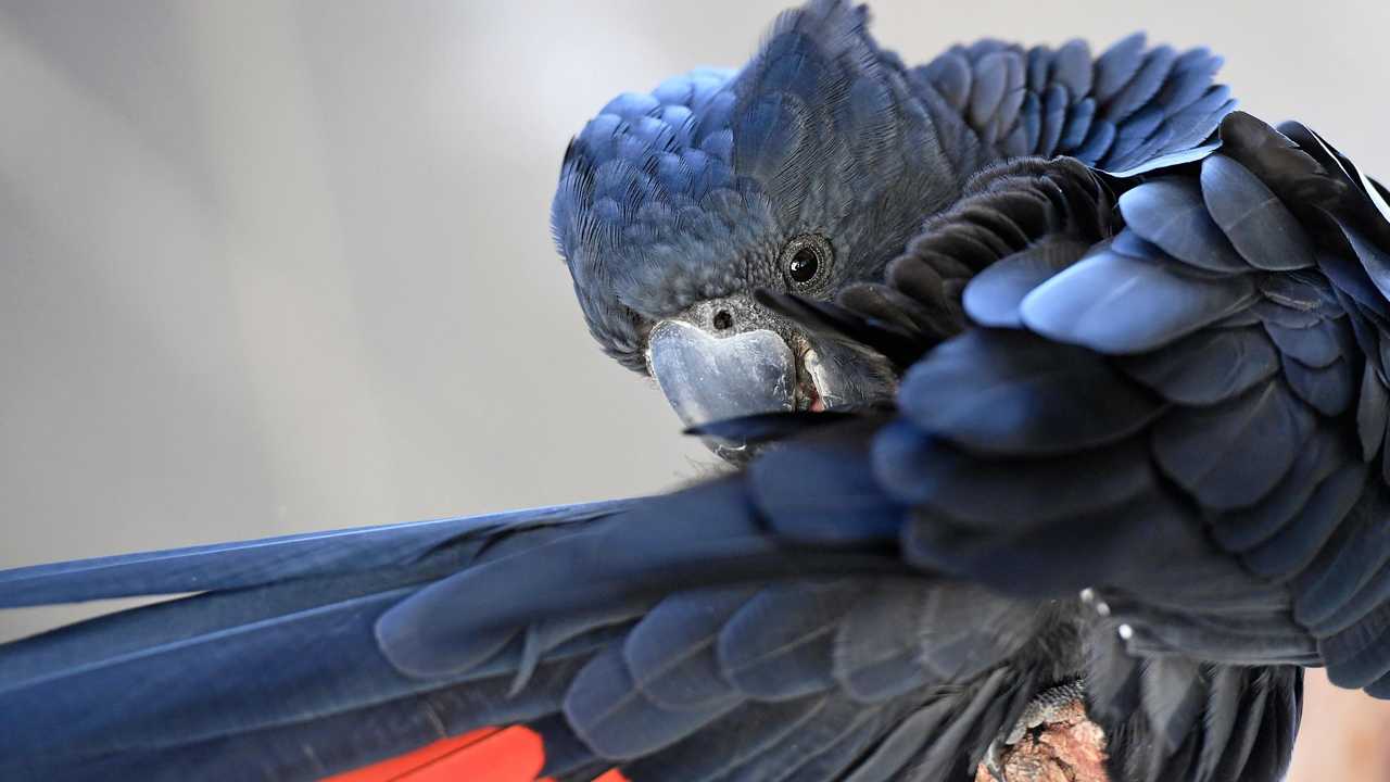 A Red-Tailed Black Cockatoo will feature in the holiday fun. Picture: Mike Knott BUN130319ZOO5