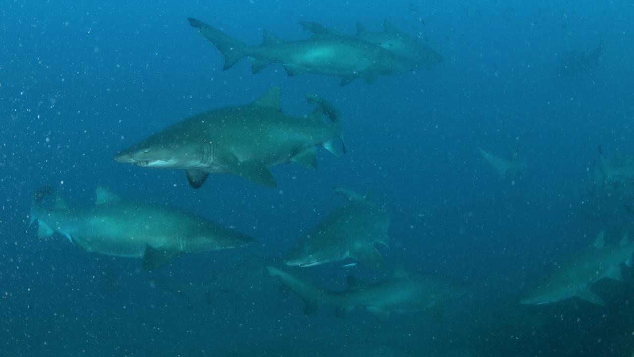 Marine rangers estimated there were more than 50 pregnant females moving gracefully at Wolf Rock. Picture: DES