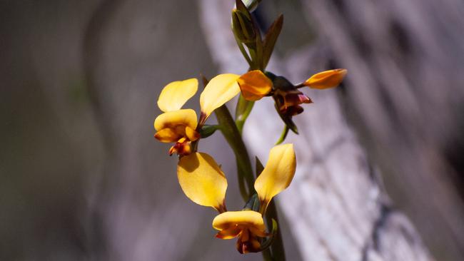 Donkey orchid. Picture: Carolyn Beasley