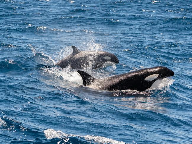 Orcas at Bremer Bay, Western AustraliaCredit: Ash Karasescape5 December 2021destination bremer bay orca tour