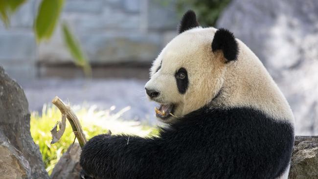 Giant Panda, Xing Qiu  makes his public debut at Adelaide Zoo . 21st January 2025 Picture: Brett Hartwig