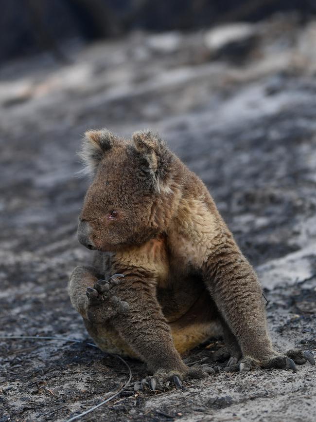 An injured Koala is seen at a forest near Cape Borda on Kangaroo Island.