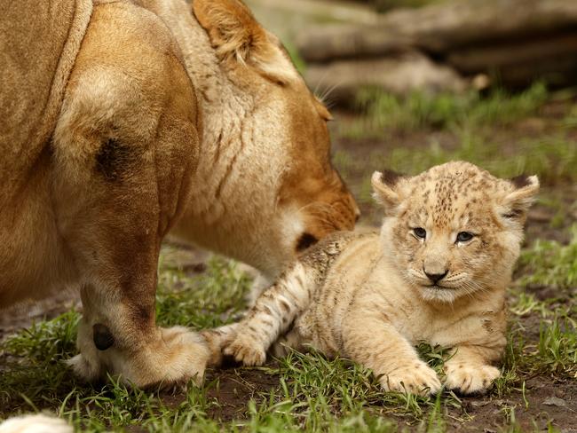 WEEKEND TELEGRAPHS SPECIAL MAY 27, 2022. PLEASE CONTACT WEEKEND PIC EDITOR BEFORE PUBLISHING. 7-week-old Lion cub Roc with mum Chitwa at the Mogo Wildlife Park. Picture: Jonathan Ng