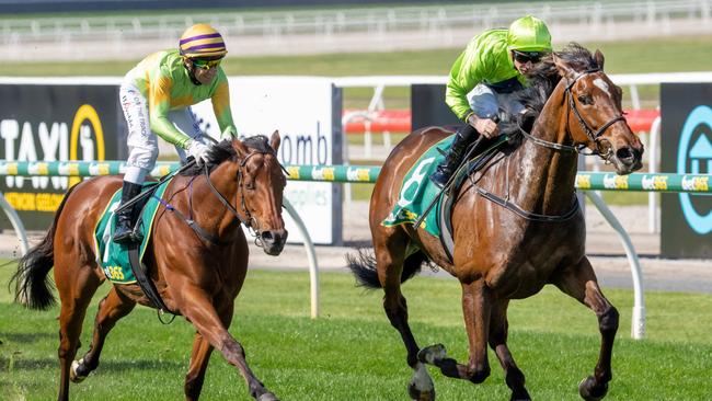 Tralee Rose is coming off a tough win in the Geelong Cup. Picture: Getty Images