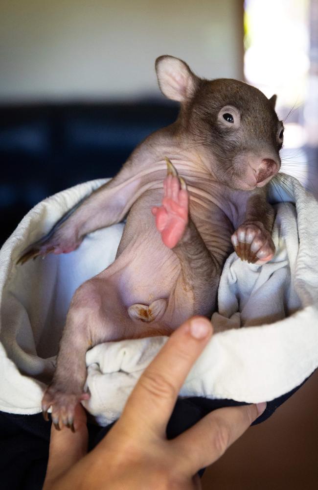 Little Elton Emmett was found alive inside his dead mother’s pouch. Picture: Mark Stewart