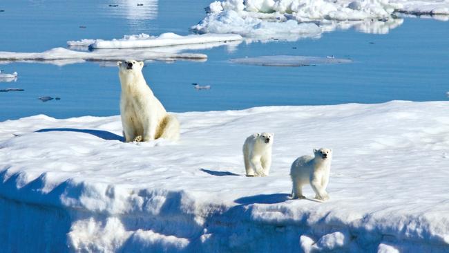 Polar bears in the Barents Sea off the eastern side of Heleysundet in the Svalbard Archipelago, Norway.