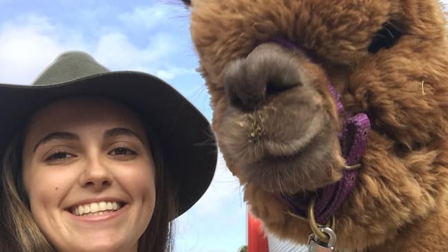 The Easter Show was cancelled last year, meaning there can again be selfies with alpacas this year. Picture: Gabriella Brierley