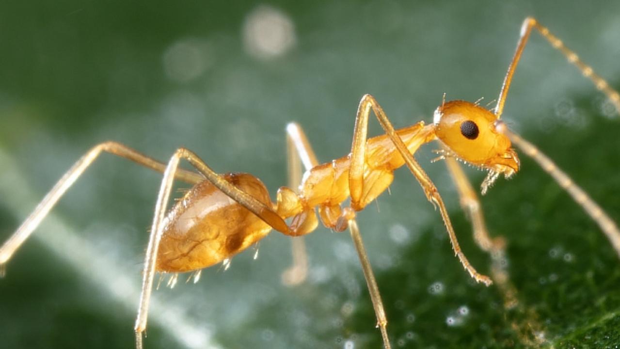 Yellow crazy ants in Australia