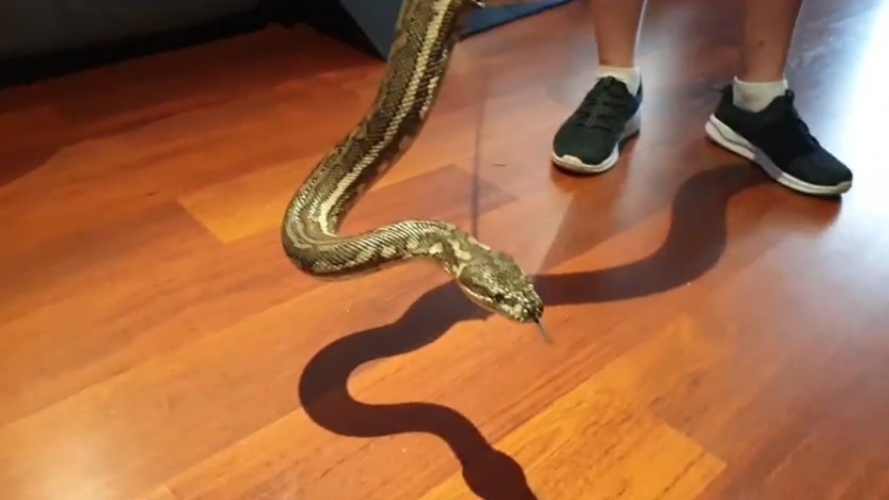 Brisbane snake catcher finds massive python in Cleveland home | Video ...