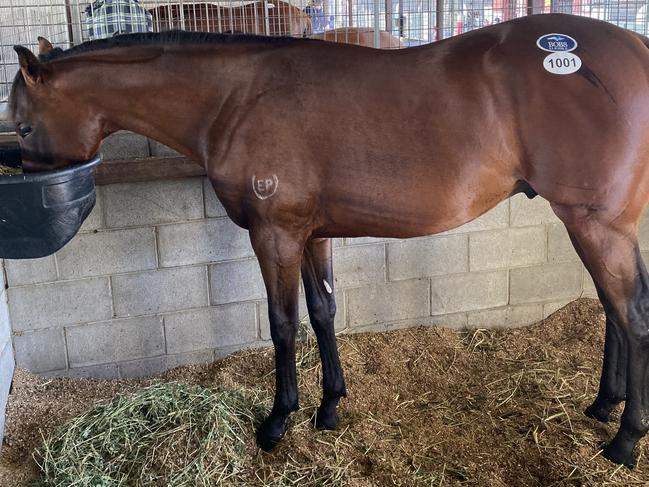 Melbourne Cup winner Knight’s Choice as a yearling. Picture: supplied.