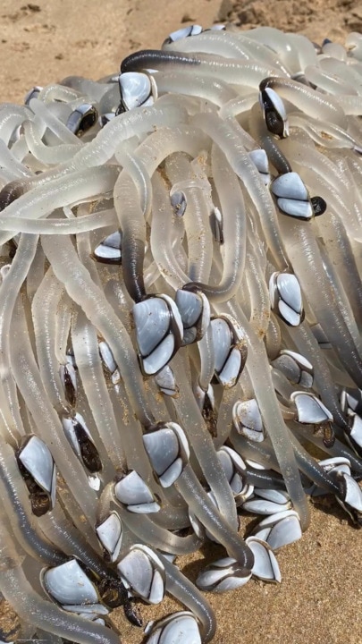 "Freakiest thing" to wash up on a South Aussie beach