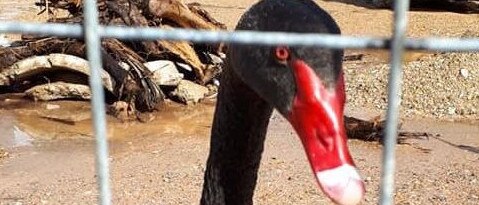 Max the Black Swan on his return to Black Swan Lake on the Gold Coast.