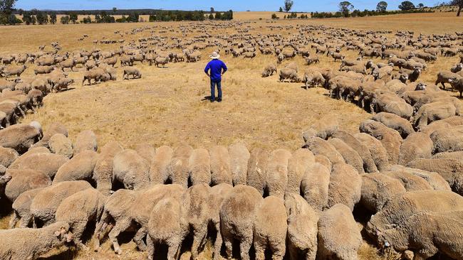 DROUGHT. Weather. Tom & Jenny Small at Tottington, their sheep property near St Arnaud. Dry. Lambs. Wool. Pictured: Tom Small with his sheep that he's hand feeding grain. PICTURE: ZOE PHILLIPS