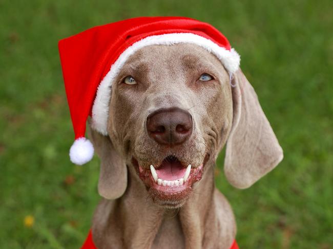Avoid a disaster with your pet this Christmas