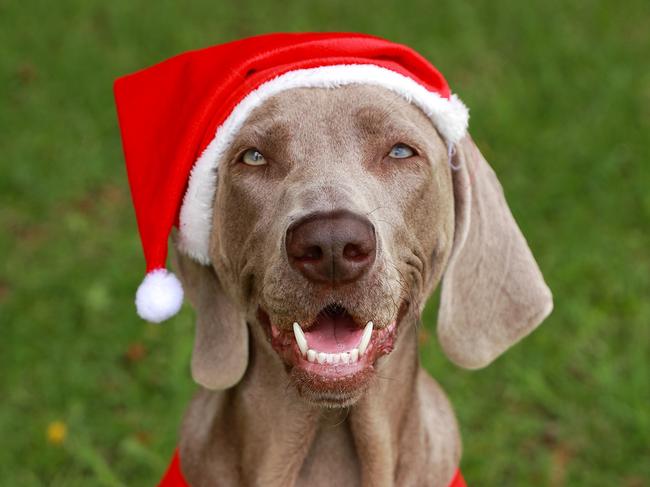 Avoid a disaster with your pet this Christmas