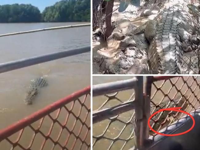 ‘Bone hanging out’: Three-legged croc spotted after ambush attack