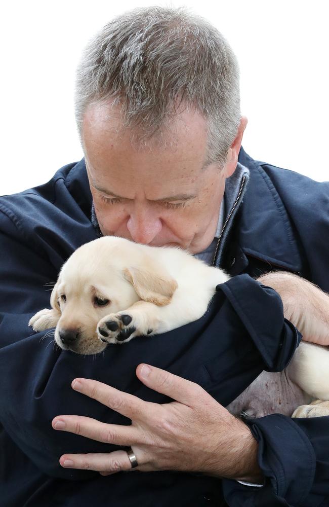 Puppy love. Picture: Liam Kidston 