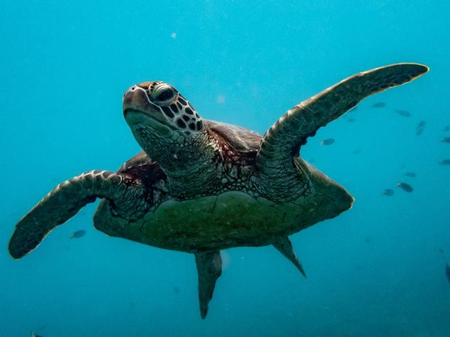 Turtles freed from abandoned ‘ghost’ net