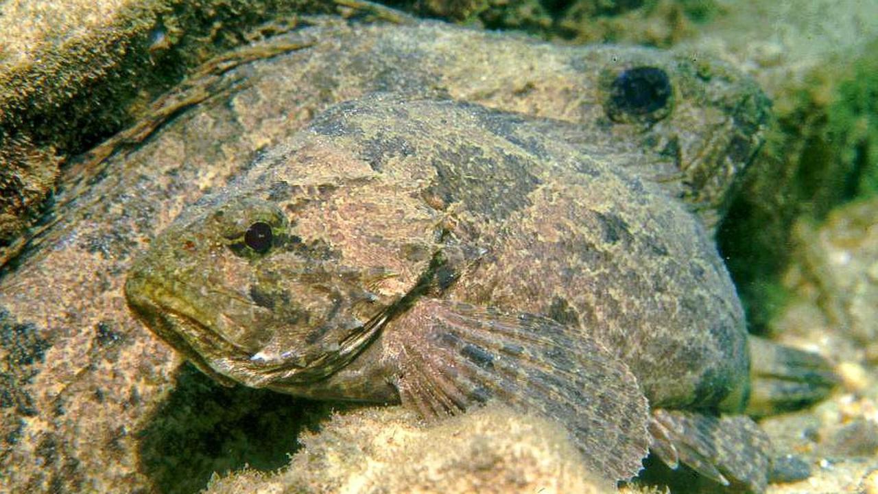 ‘prickly Bastard’: The Fish You Won’t See Before It Stings 