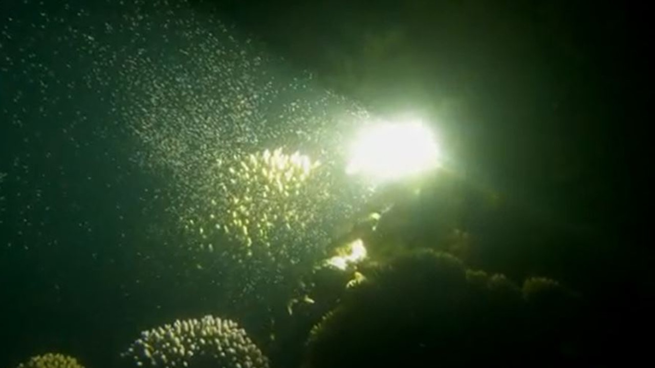 Great Barrier Reef Legacy director and marine biologist Dr Dean Miller captured images of the coral spawning. Source: Climate Media Centre