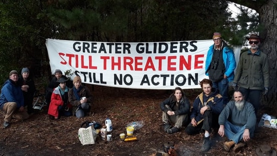 Determined protesters say they will not leave a scheduled tree-harvesting zone at the Mt Robertson State Forest in Kinglake until all logging operations cease.