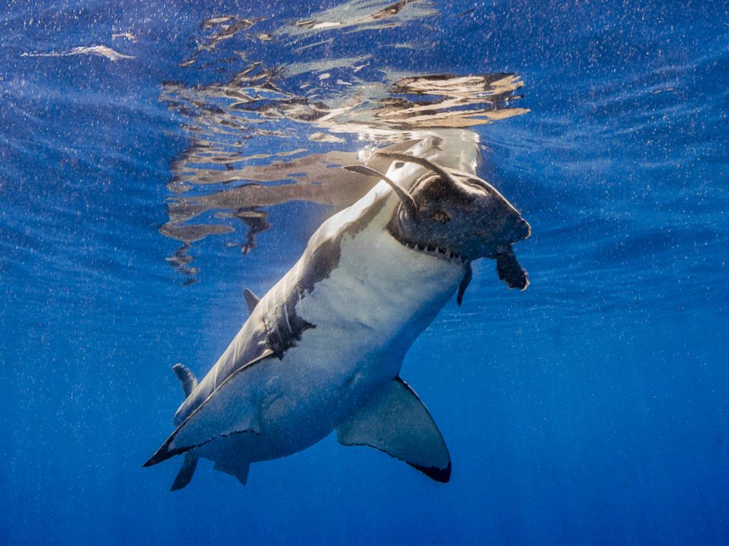 From a surface cage on the Solmar V, I was observing five great whites feeding on tuna served up in the water when, out of the blue, a turtle entered the mix. Picture: Theresa A. Guise/UPY2016