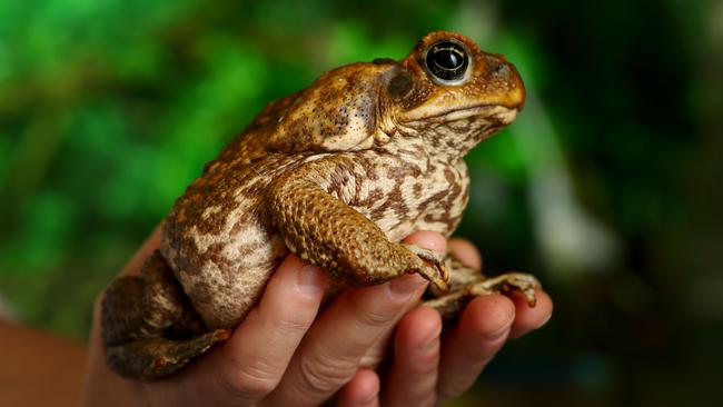 The infamous cane toad finally made it to Darwin in 2005, after first crossing the Territory/Queensland border around 1982. Picture: Hollie Adams/ The Australian