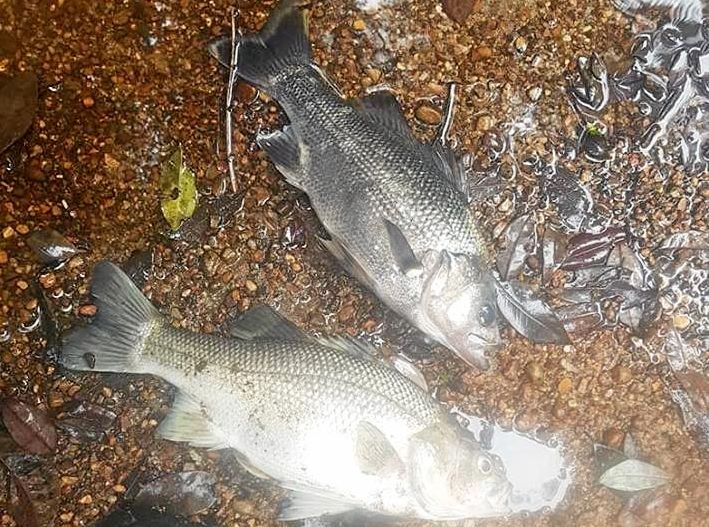 More than 500 dead fish have risen to the surface of the Clarrie Hall Dam near Uki. Picture: Jasper Gudgeon