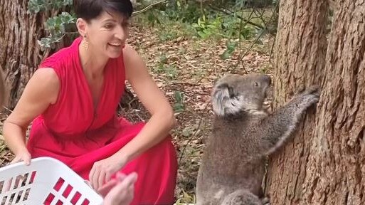 MP Kate Washington helps to release her koala namesake back into the world after it was tended to at Port Stephens Koala Hospital.