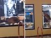 ‘Only in Straya’: Wild guest hops into KFC