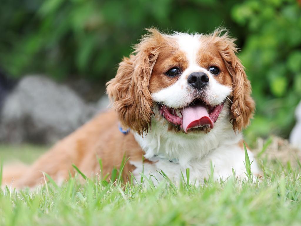 The Cavalier King Charles Spaniel holds a special place in WA homes. Its affectionate nature and adaptable size make it ideal for both families and older owners seeking a loyal companion. Picture: Tara Croser.