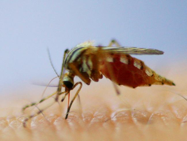 The warm autumn weather has extended the mosquito danger season in the Clarence Valley.