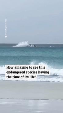 Whale breaches right off Aussie beach in amazing footage