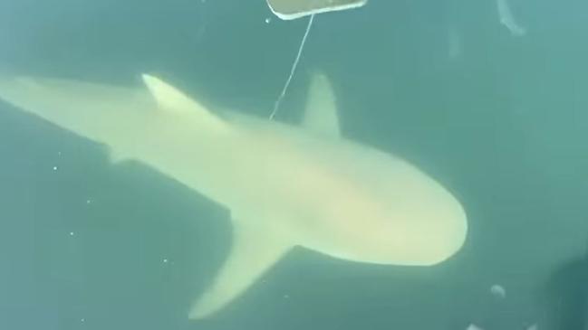 Dog owners have been issued a terrifying warning after multiple sharks were sighted in a popular swimming spot in Sydney’s Northern Beaches. Picture: Mosman Collective