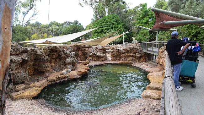 Visitors view the sea lion enclosure at the Adelaide Zoo. Picture: Brenton Edwards