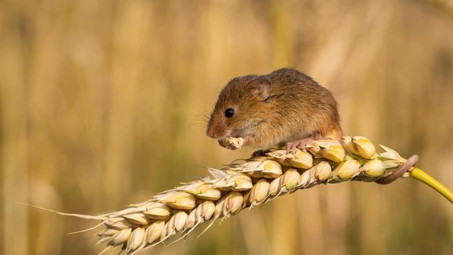 The mouse outbreak has hit grain crops throughout much of regional Australia. Picture: Trent Perrett