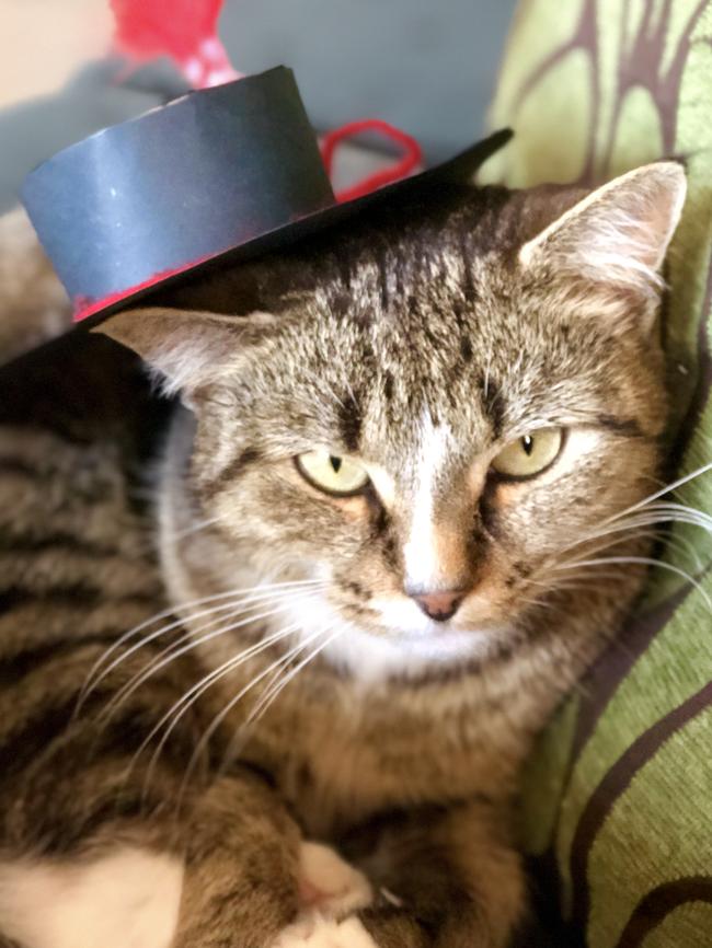 ROSIE: She may be sporting the latest in headwear, but this fussy feline was distinctly unimpressed with Melbourne Cup celebrations.