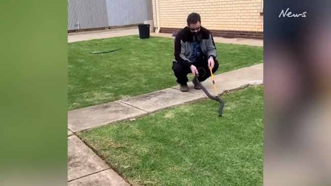 South Aussies take their snakes for a walk