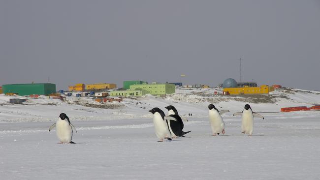 Adelies in front of the Australia’s Davis station in Antarctic.