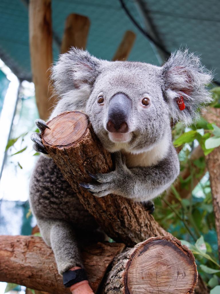 Friends of the Koala's resident male koala Triumph, recently received the world's first koala prothesis.